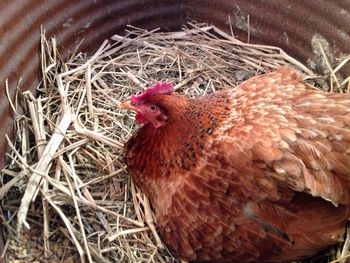 Close-up of rooster