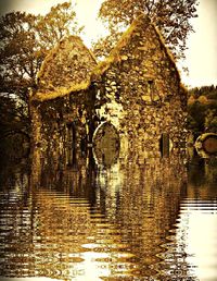 Reflection of trees in water