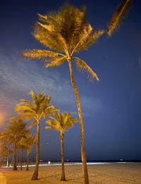 Palm tree by sea against sky