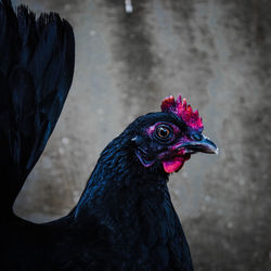 Close-up of a bird