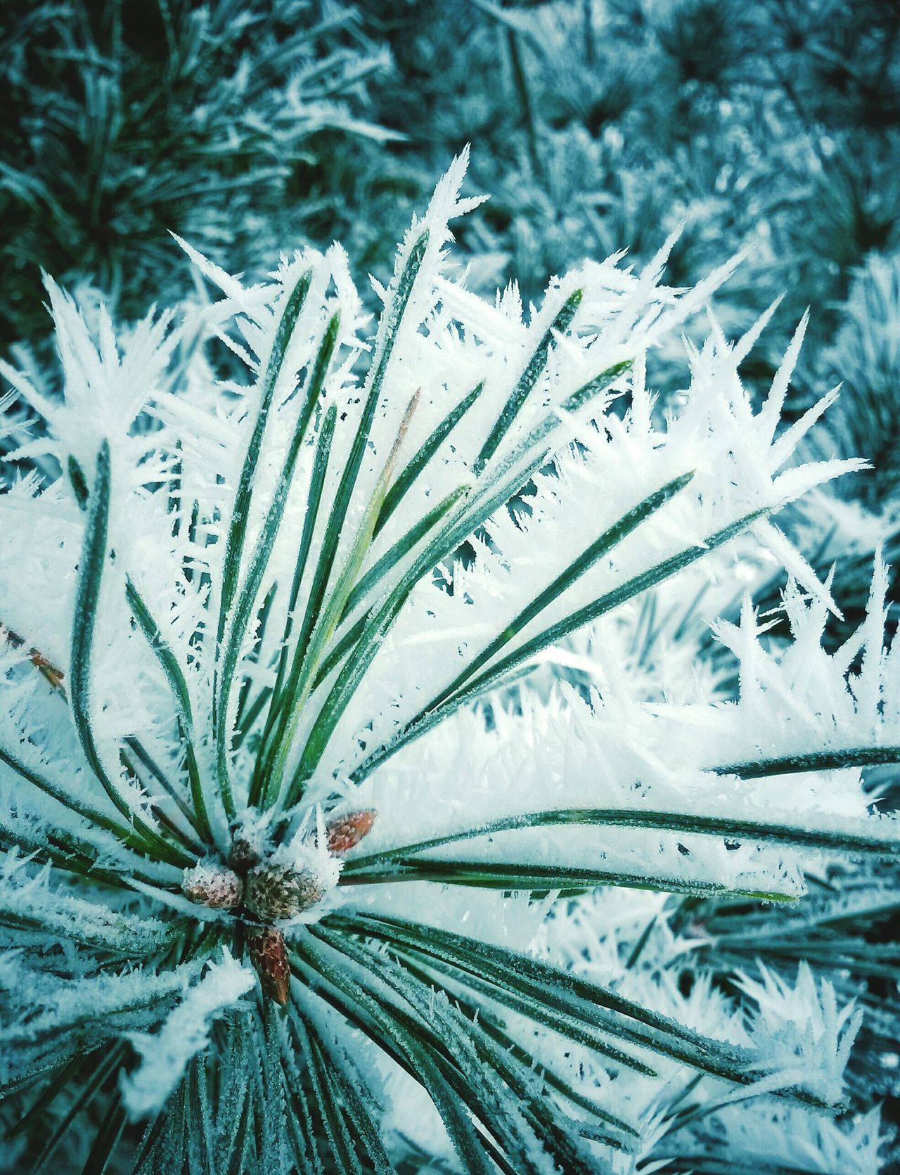 Rime on tree