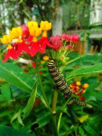Close-up of pink flowers
