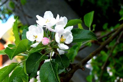 Close-up of white flowers