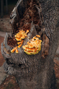 Close-up of mushrooms on tree trunk