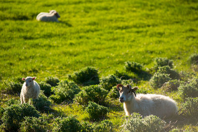 Icelandic landscape with green hills and countryside grazing sheep, in the highlands, iceland