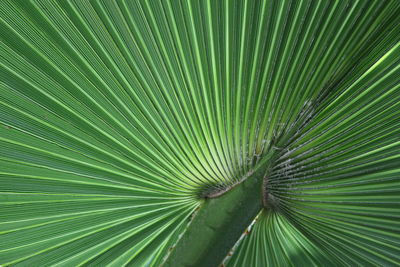 Full frame shot of palm leaf