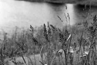 Close-up of plants on field against sky