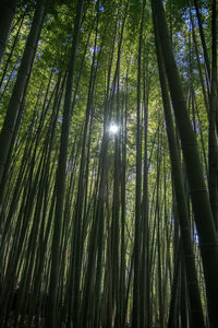 Low angle view of bamboo trees in forest