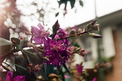 Close-up of pink flowers