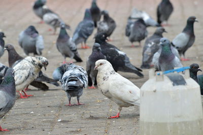 Pigeons perching in a city