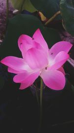Close-up of pink flowers