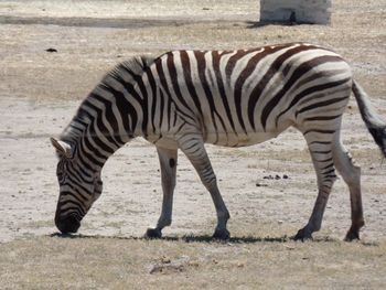 Zebra grazing in field