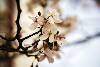 Close-up of apple blossoms in spring
