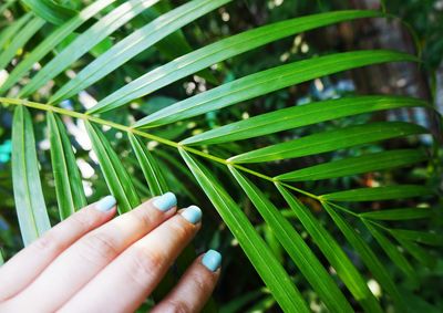 Close-up of hand on leaf