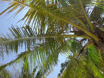 Low angle view of palm trees against blue sky