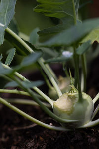 High angle view of fruit growing on plant