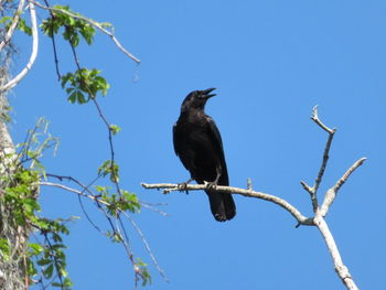 Low angle view of bird perching on branch against blue sky
