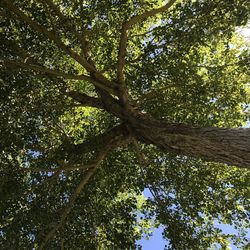 Low angle view of trees in forest against sky