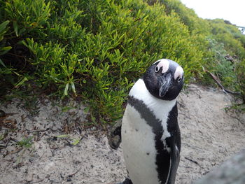 Close-up of penguin on grass