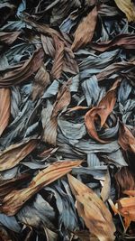 Full frame shot of dried leaves