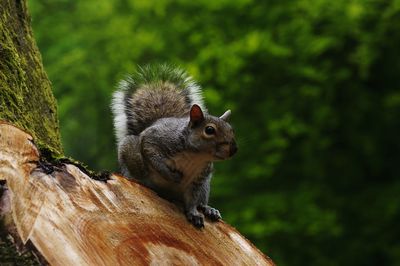 Low angle view of squirrel on wood