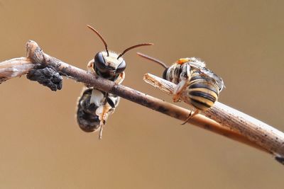 Close-up of honey bees on branch