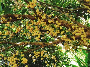 Low angle view of fruits growing on tree