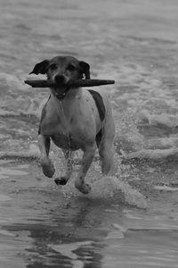 Dog on beach