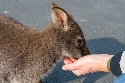 Person hand feeding wild kangaroo, wallaby outdoors