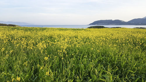 Scenic view of yellow flower field against sky