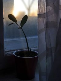 Close-up of potted plant by window