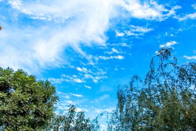 Low angle view of trees against blue sky