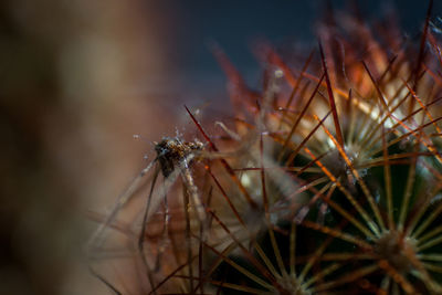 Close-up of insect on plant