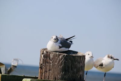 Seagulls perching on wooden post