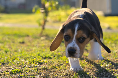 pet