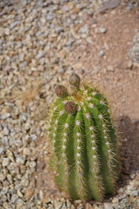 Close-up of prickly pear cactus
