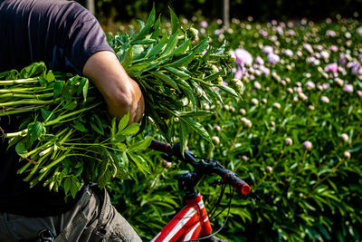 plant
