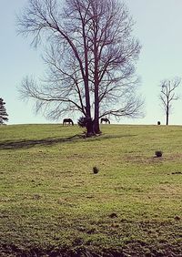 Bare trees on grassy field