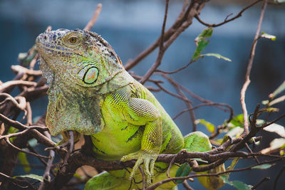 Close-up of iguana on tree