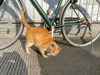 Low section of horse on bicycle