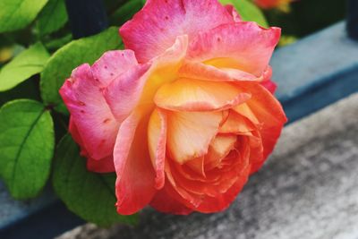 Close-up of pink flower blooming outdoors