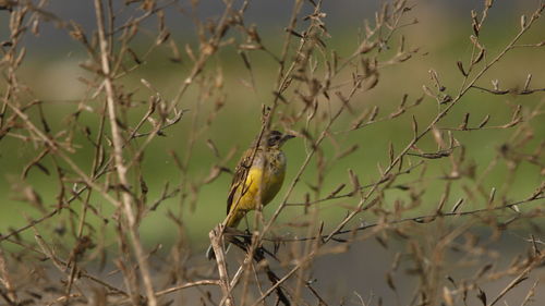 Bird perching on branch