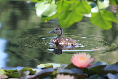 Duck swimming in lake