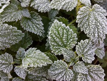 Close-up of snow on plants during winter