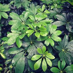 High angle view of wet plant leaves on field