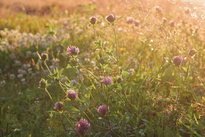 Close-up of plants on field