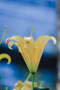 Close-up of yellow day lily blooming outdoors