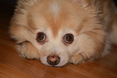 Close-up portrait of puppy