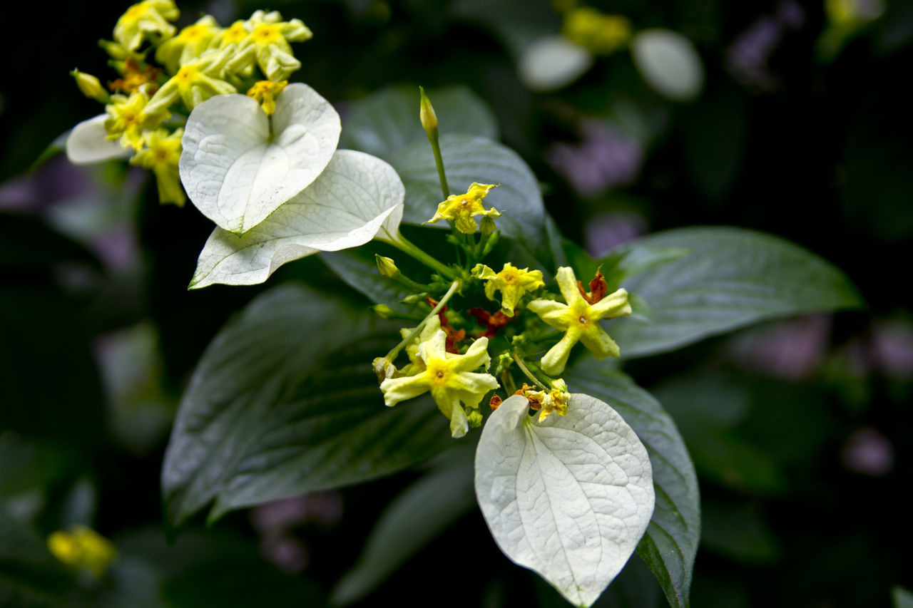 flower, yellow, freshness, growth, leaf, petal, fragility, close-up, focus on foreground, beauty in nature, nature, flower head, plant, blooming, outdoors, day, no people, green color, bud, selective focus