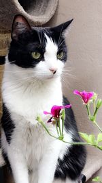 Close-up of cat with flowers